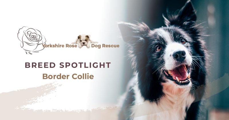 Border Collie