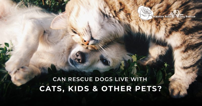 Can Rescue Dogs Live with Cats, Kids or Otehr Pets_