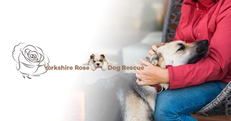Foster a Dog