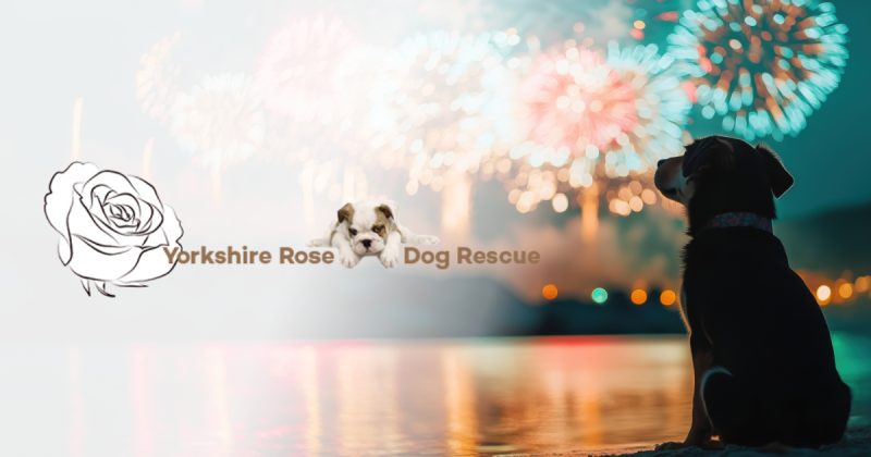 Keep your dog calm nye