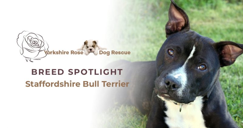 Staffordshire Bull Terrier