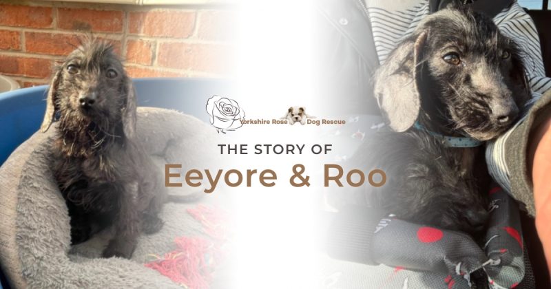 The Story of Eeyore & Roo