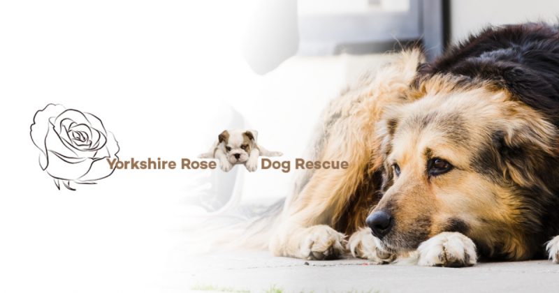 What to do if I've Lost my Dog