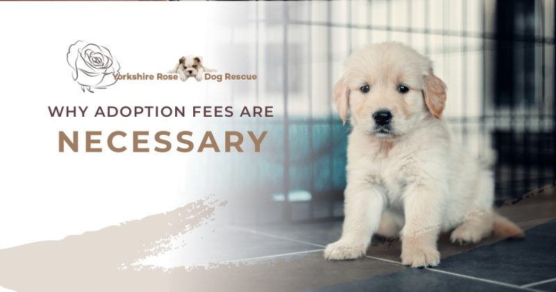 Why Adoption Fees are Necesary
